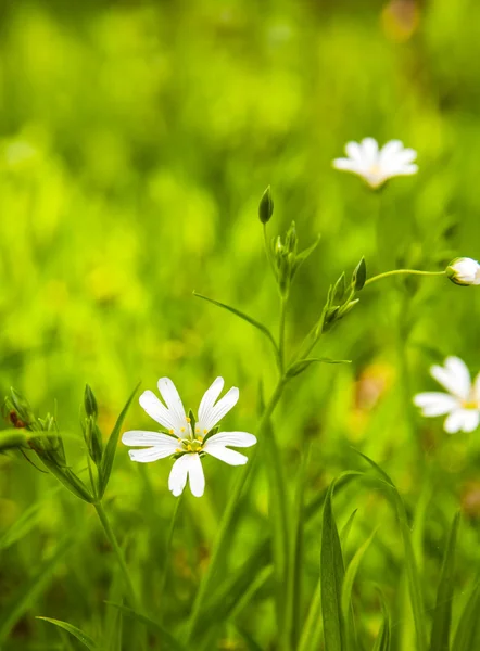 Flores brancas anêmona na floresta — Fotografia de Stock