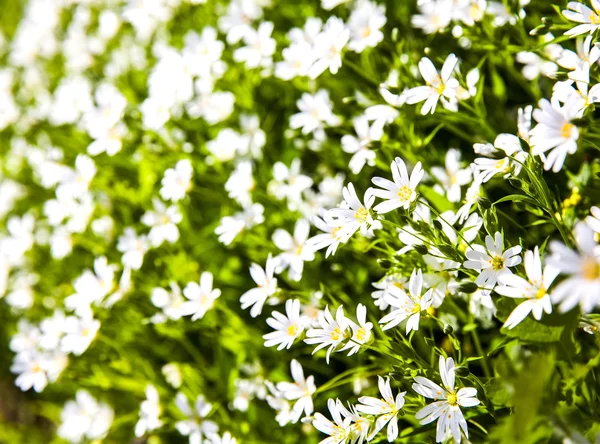 Fehér virágok anemone az erdőben — Stock Fotó