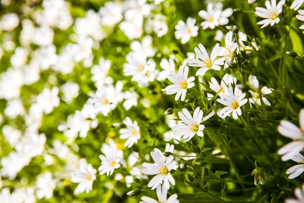 Λευκά λουλούδια ανεμώνη στο δάσος — Φωτογραφία Αρχείου