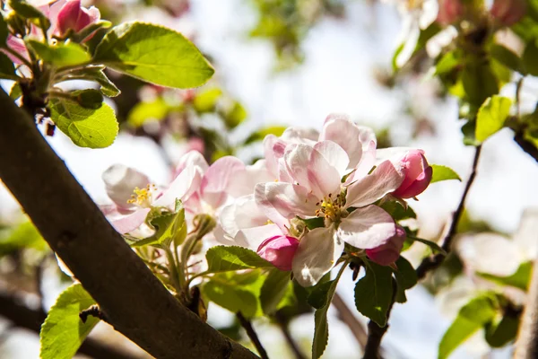 Spring blossoms — Stock Photo, Image