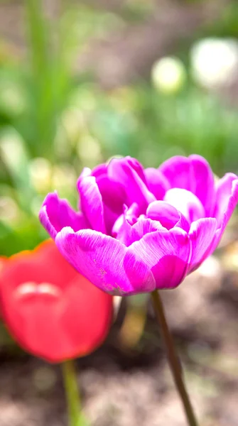 Flores coloridas da tulipa no jardim. — Fotografia de Stock