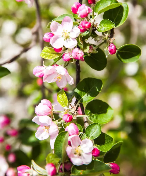 Spring blossoms — Stock Photo, Image