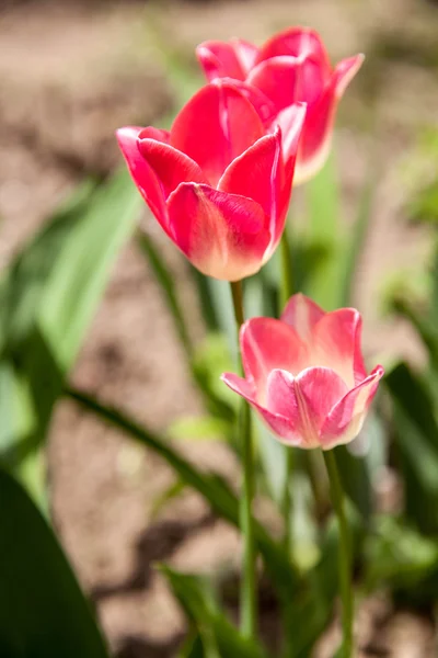 Colorful Tulip flowers  in the garden. — Stock Photo, Image