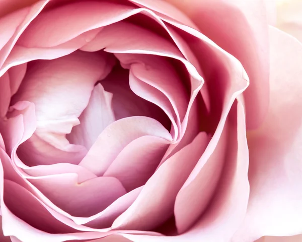 Nahaufnahme von frischen Rosenblüten — Stockfoto