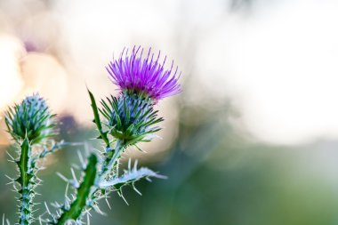 pembe süt thistle çiçek çiçek bahar
