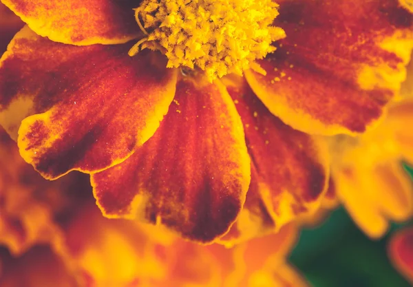 ดอกไม้มาริโกลด์ — ภาพถ่ายสต็อก