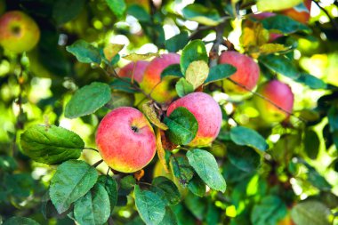 bir ağaç üzerinde taze kırmızı elmalar