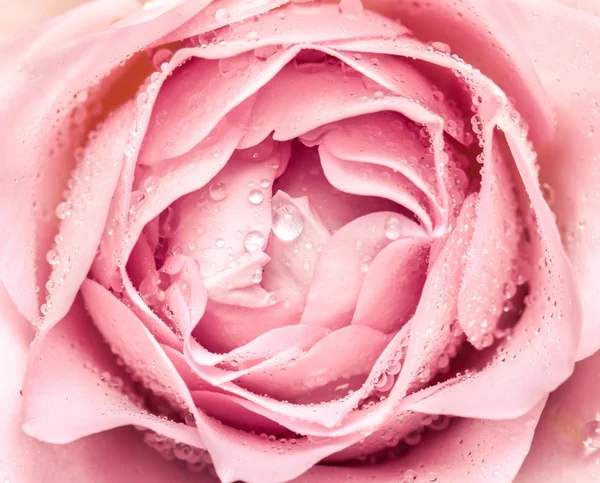 Крупный план свежего цветка розы — стоковое фото