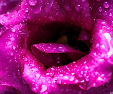 koyu kırmızı çiçek yaprakları üzerinde yağmur damlaları