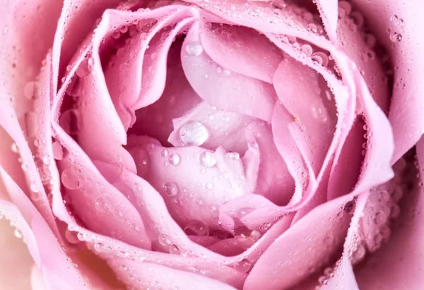 Close-up van verse roze bloem — Stockfoto