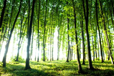 Ormanda gün batımı