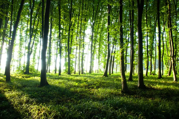 Zonsondergang in het bos — Stockfoto