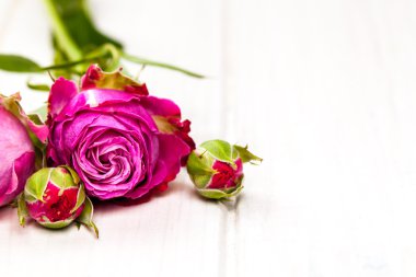 Beyaz ahşap zemin üzerinde beyaz gül çiçek. çiçekler