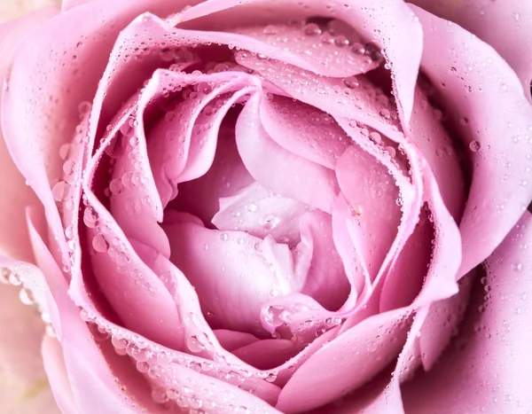 Nahaufnahme von frischen Rosenblüten — Stockfoto