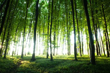 Ormanda gün batımı