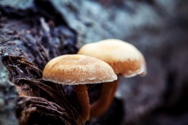 Ağaçtaki mantarlar