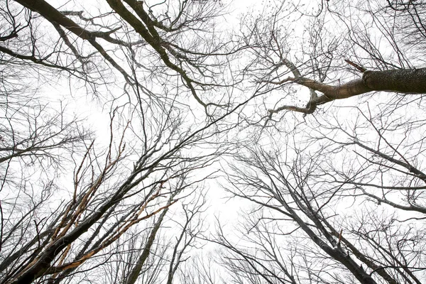 De toppen van de bomen zonder bladeren — Stockfoto