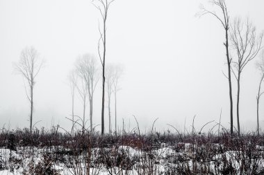 Doğa. Ağaçlar kaplı kış sis.