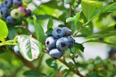 Taze yabanmersini ağaç