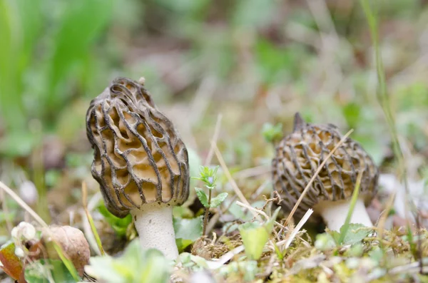 Обыкновенный гриб — стоковое фото
