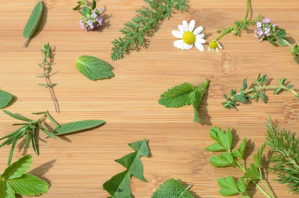 Hojas y flores de hierbas — Foto de Stock