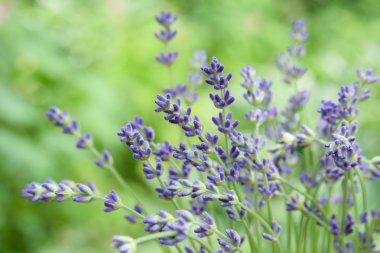 kesme lavanta çiçek 