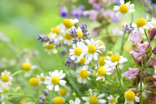 Kamomill och lavendel i trädgården — Stockfoto