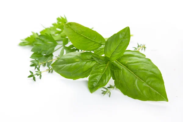 Čerstvé zelené bylinky — Stock fotografie