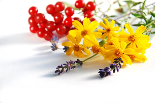 Rode bessen en kruiden bloemen — Stockfoto