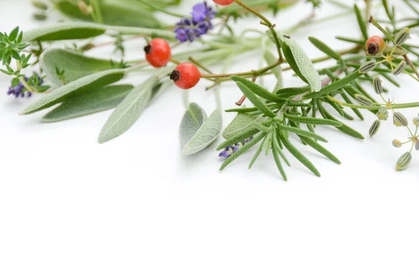 Rahmen aus Kräuterblättern und Beeren — Stockfoto