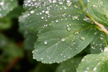 Yağmurdan sonra yeşil yaprak