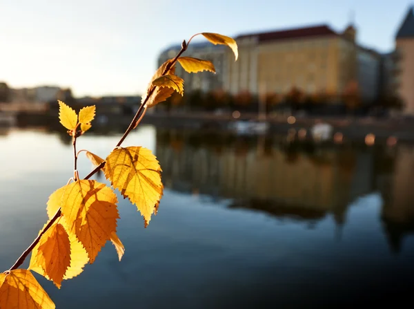 Otoño deja la luz del sol —  Fotos de Stock