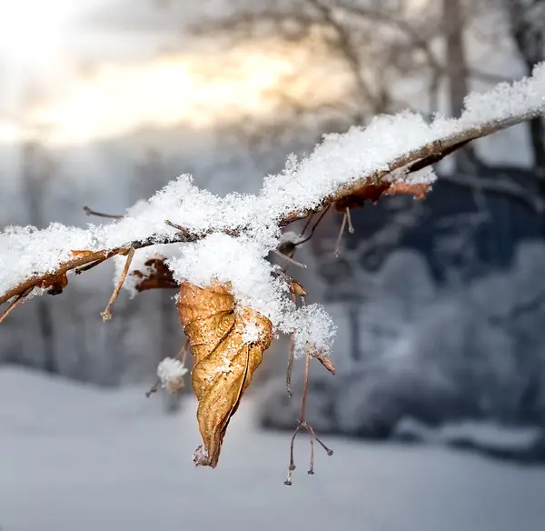 Hoja congelada en el árbol — Foto de Stock