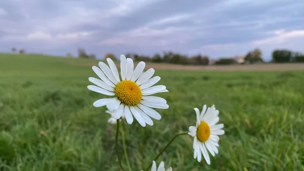 Pár Sedmikrásek Zeleném Poli Při Západu Slunce — Stock fotografie