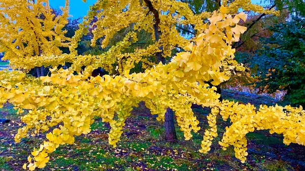 Красиві Барвисті Осінні Листя Гілки Дерев — стокове фото