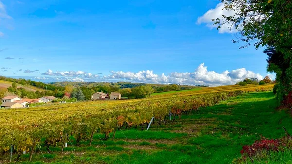 Bellissimi Colori Autunnali Nei Vigneti Beaujolais Francia — Foto Stock