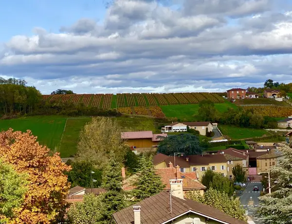 Hermosos Viñedos Región Beaujolais Francia — Foto de Stock