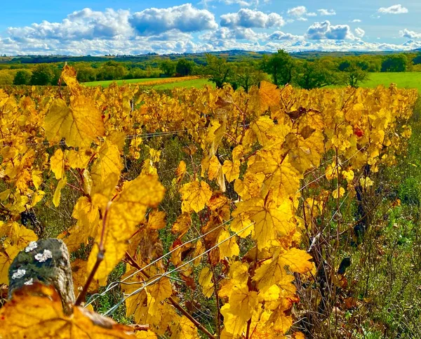 Красивые Осенние Цвета Виноградниках Божоле Франции — стоковое фото