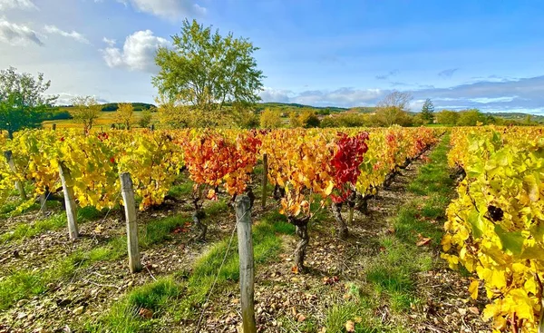 Όμορφα Φθινοπωρινά Χρώματα Στους Αμπελώνες Του Beaujolais Στη Γαλλία — Φωτογραφία Αρχείου