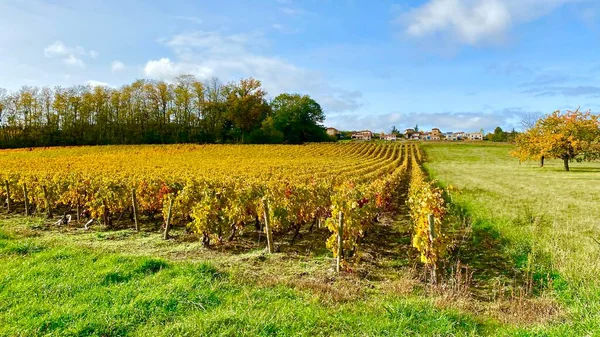 Gyönyörű Őszi Színek Francia Beaujolais Szőlőültetvényein — Stock Fotó