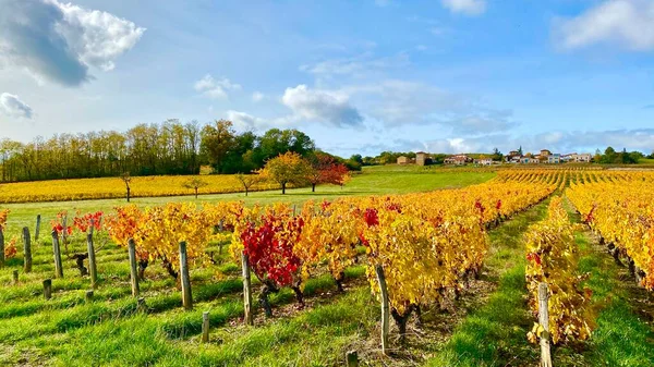 Bellissimi Colori Autunnali Nei Vigneti Beaujolais Francia — Foto Stock