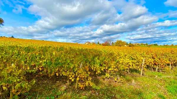 Gyönyörű Őszi Színek Francia Beaujolais Szőlőültetvényein — Stock Fotó