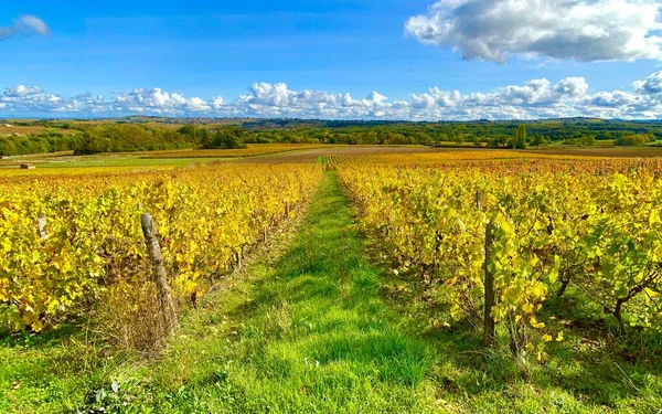 Όμορφα Φθινοπωρινά Χρώματα Στους Αμπελώνες Του Beaujolais Στη Γαλλία — Φωτογραφία Αρχείου