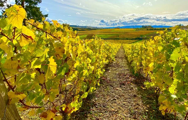 Krásné Podzimní Barvy Vinicích Beaujolais Francii — Stock fotografie