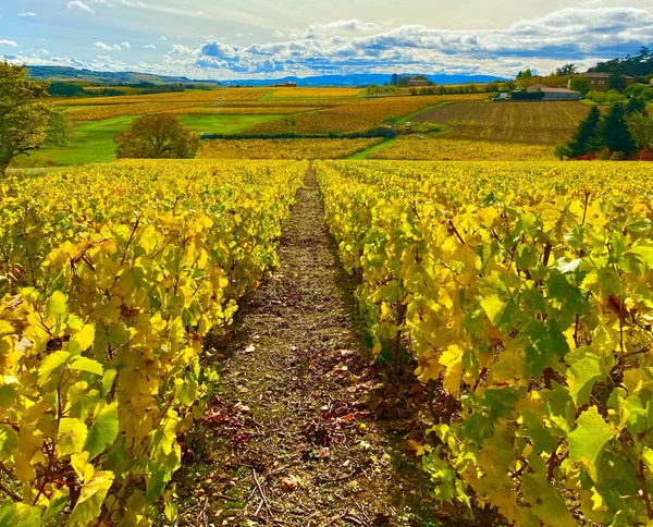 Gyönyörű Őszi Színek Szőlőültetvények Beaujolais Franciaországban — Stock Fotó