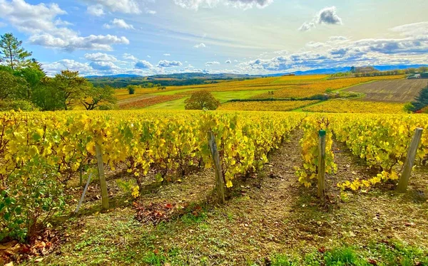Прекрасні Осінні Кольори Виноградниках Божоле Франція — стокове фото