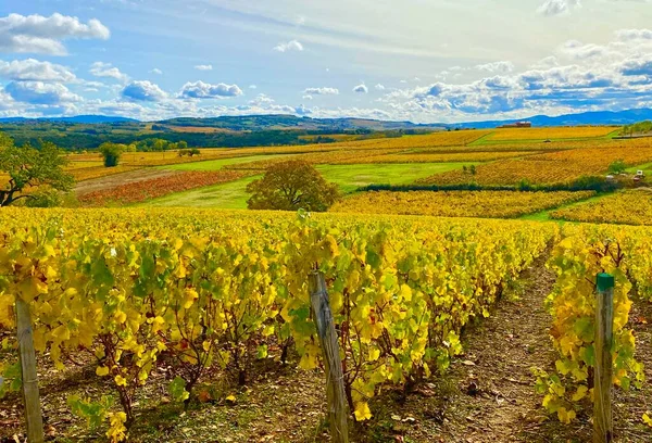 Όμορφοι Αμπελώνες Στην Περιοχή Beaujolais Στη Γαλλία — Φωτογραφία Αρχείου