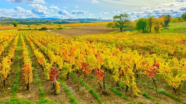 Prachtige Wijngaarden Streek Beaujolais Frankrijk — Stockfoto
