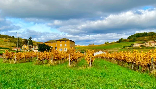 Hermosos Viñedos Región Beaujolais Francia —  Fotos de Stock