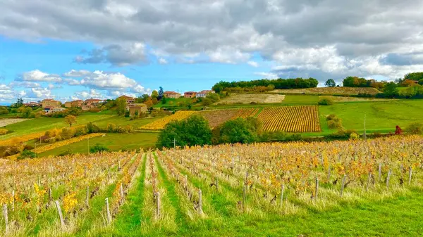 法国博乔莱地区美丽的葡萄园 — 图库照片
